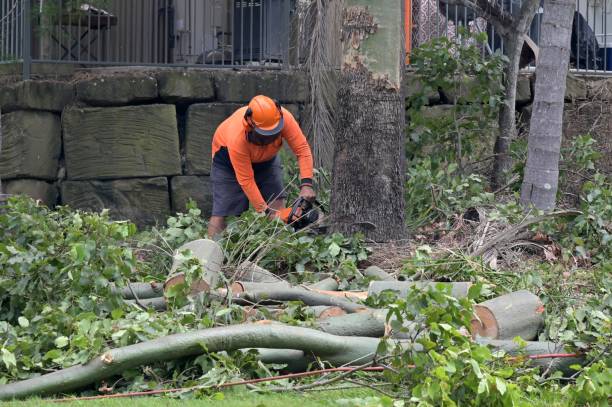 Best Tree Pruning Services  in Mount Kisco, NY